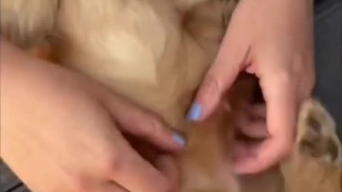 Funny animal video i found on instagram 1