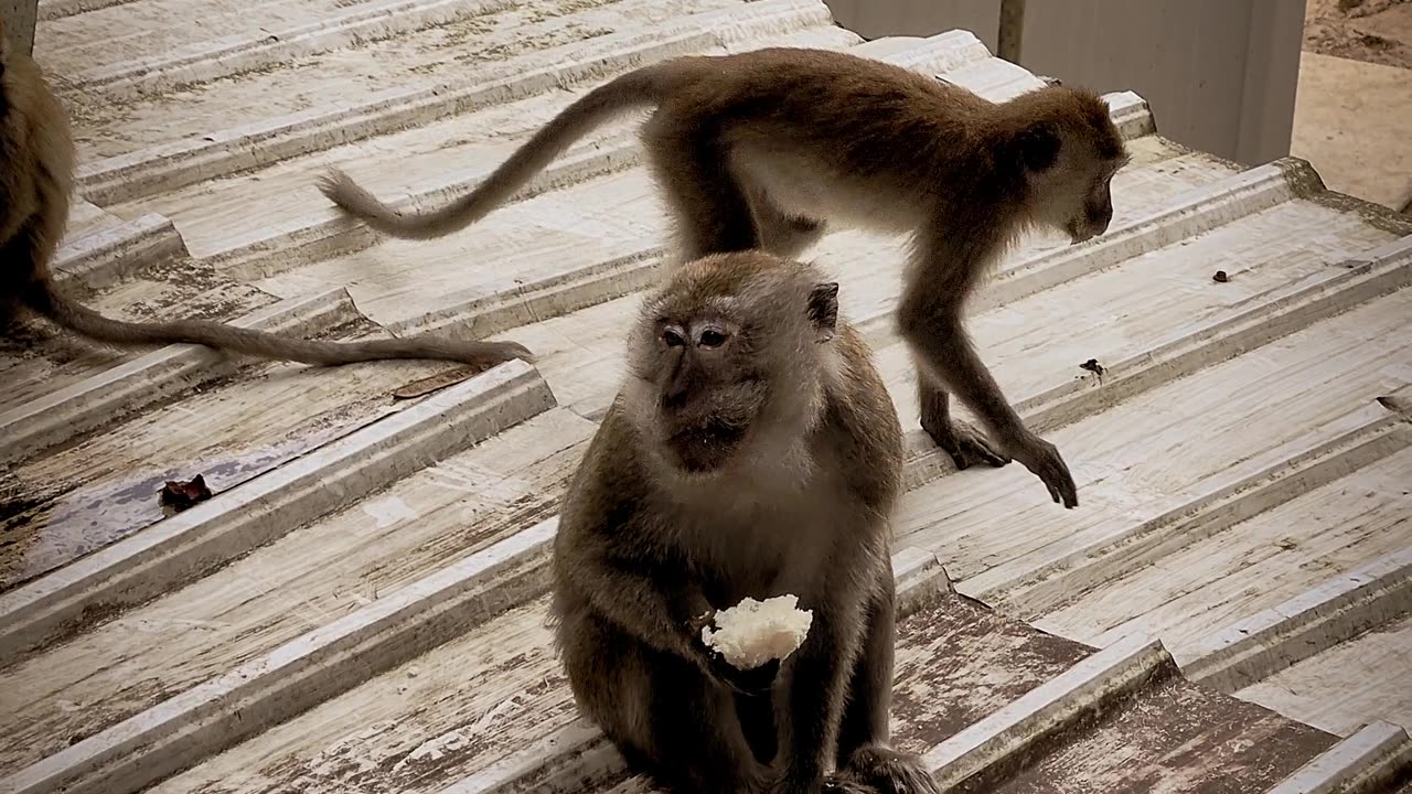 Monkey eating fruit