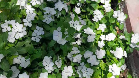 Beautiful Fresh Flowers