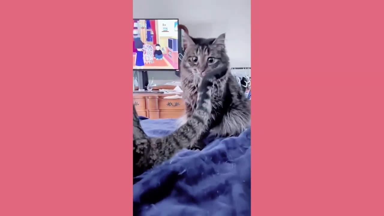 Funny animals - Funny cats and dogs - Funny animal videos