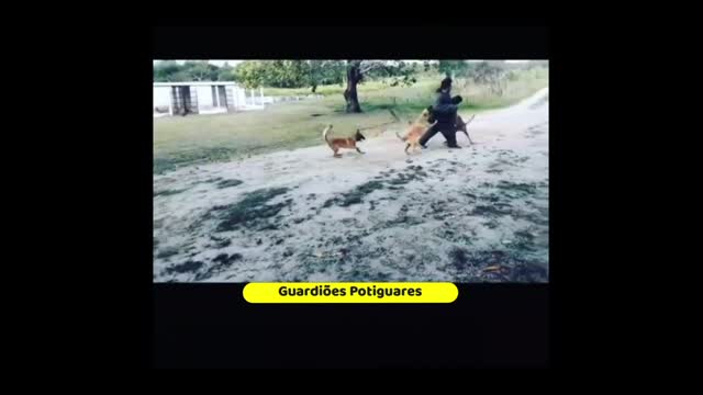 Attack four malinois