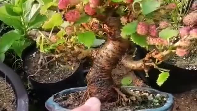 Bonsai cầm tay