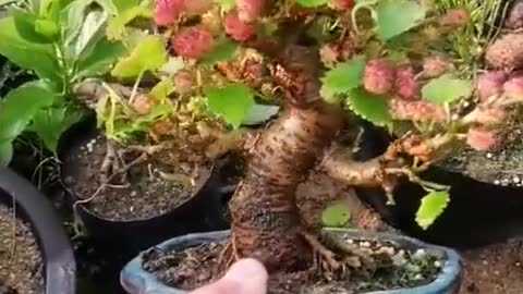 Bonsai cầm tay