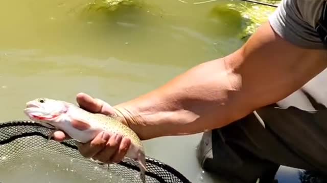 Anglers! what's your go to dry fly in the fall