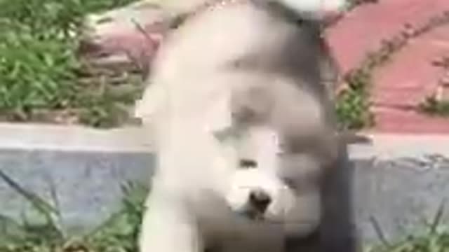 Puppy dog funny intresting video, puppy care