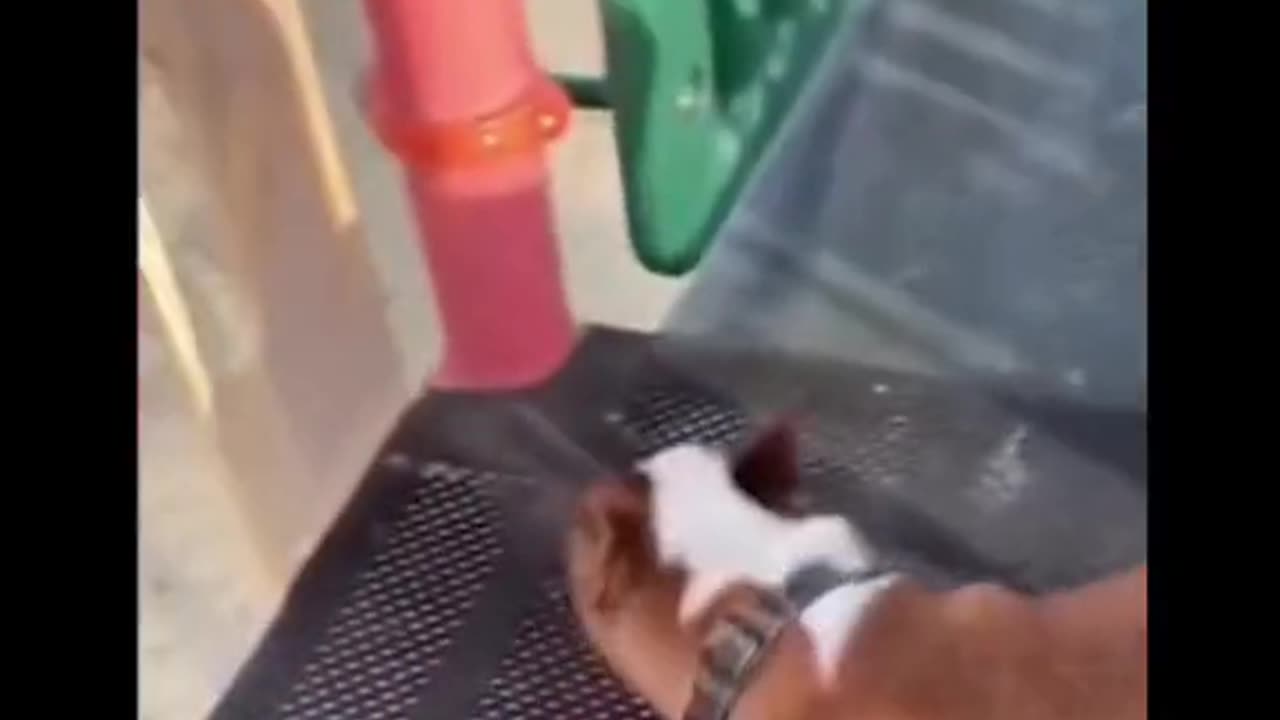 here we go again my dog
