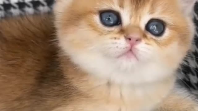 It was like seeing the blue sea through the cat's blue eyes.