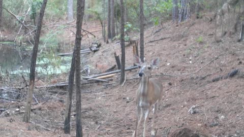 Texas Night Hogs & Deer Weekly, 9/23/23