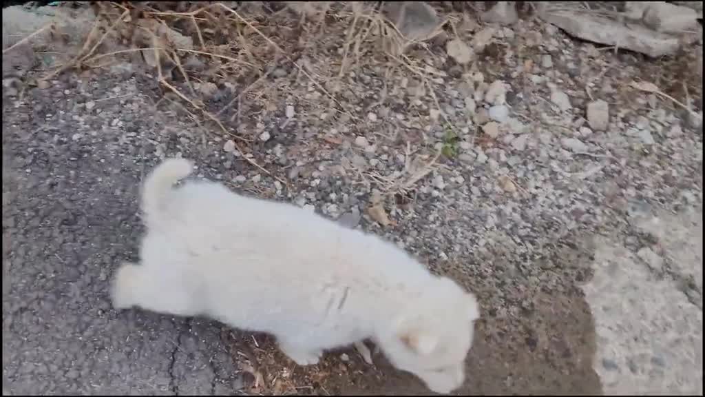 A cute Korean Puppy 01