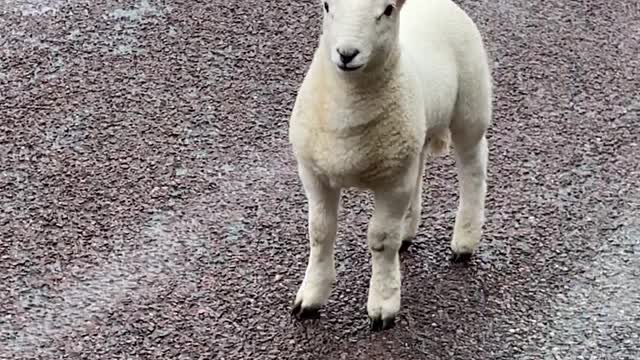 Sheep Family Stops Lady on Highway