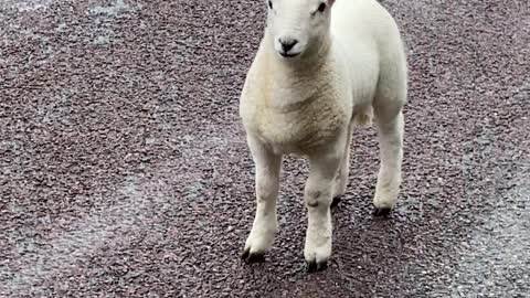 Sheep Family Stops Lady on Highway