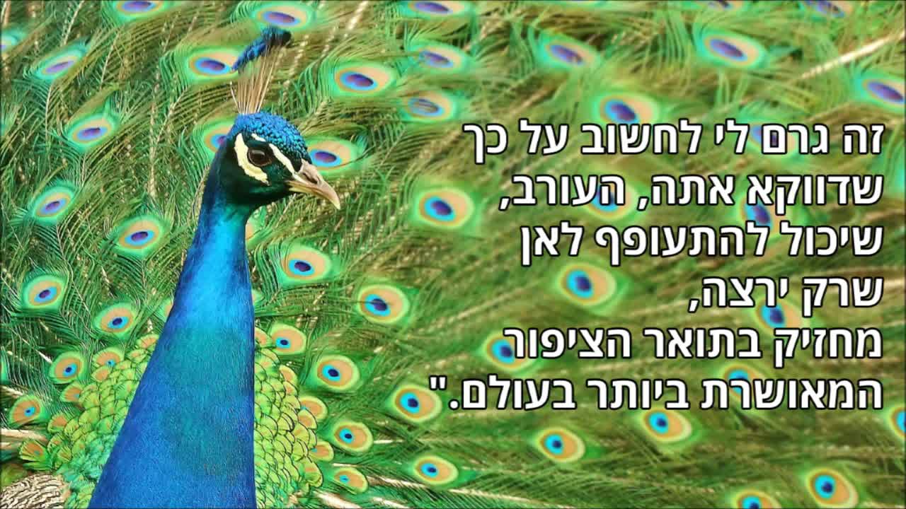 משל העורב – הציפור שלא ידעה מה אלוהים העניק לה במתנה