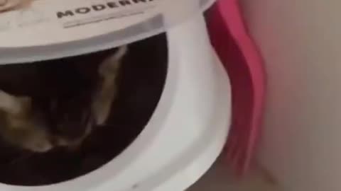 Funny Cat Videos 08 - You will Laugh So Hard 🤣