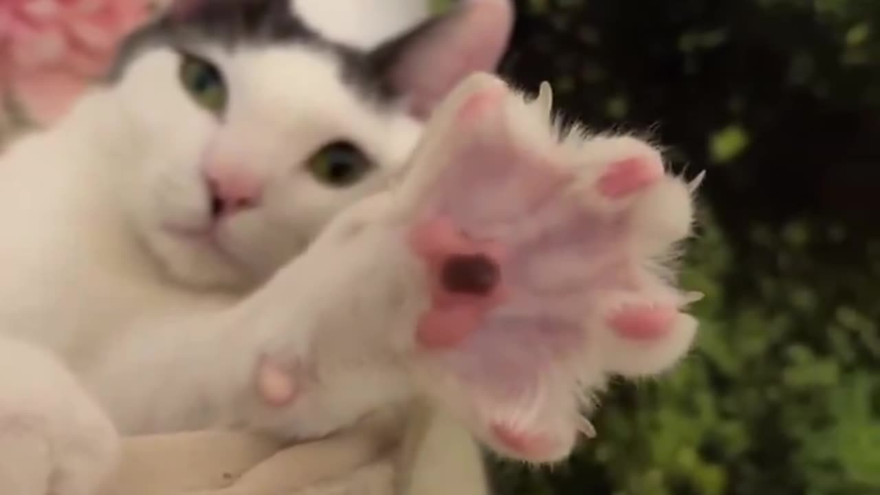 High Paw!