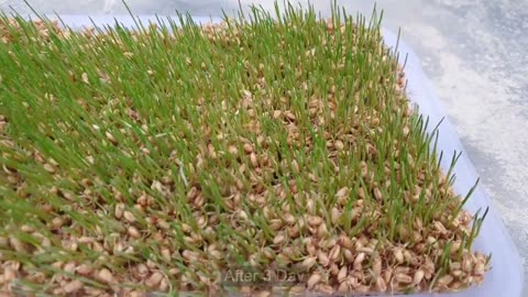 Wheat growing