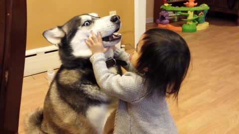 Baby Loves Siberian Husky Dog!