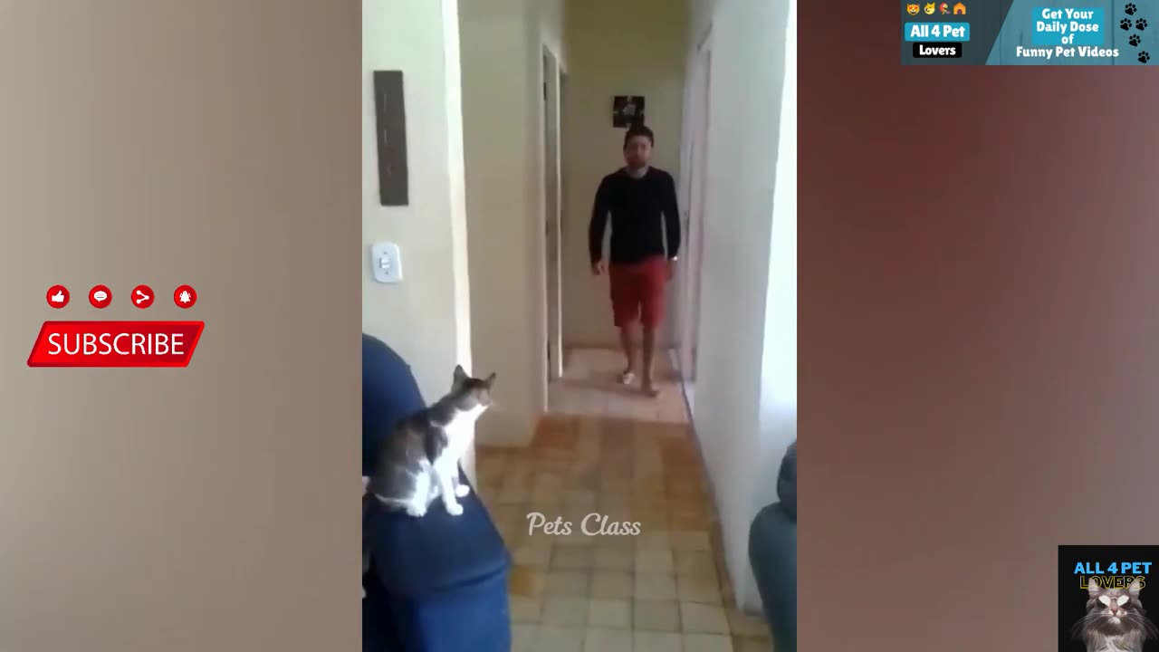 Funny Cat 😺 videos 😂😂😂