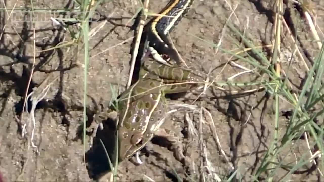 TOP 10 ANIMAL FIGHTS I JUST FOUND