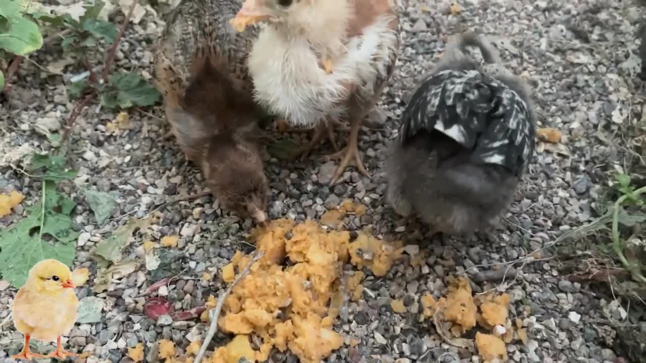 Satisfying video🐥Cute baby chicks🐥Beautiful Chicks