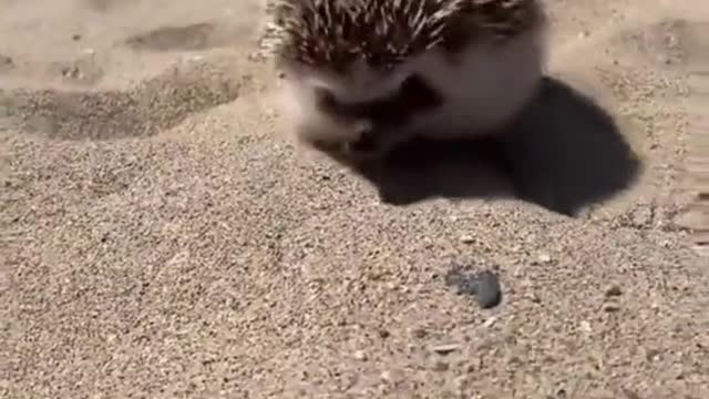 Pet # cute # hedgehog