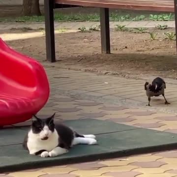 Cow and Cat very funny |funny animal videos|try not to laugh