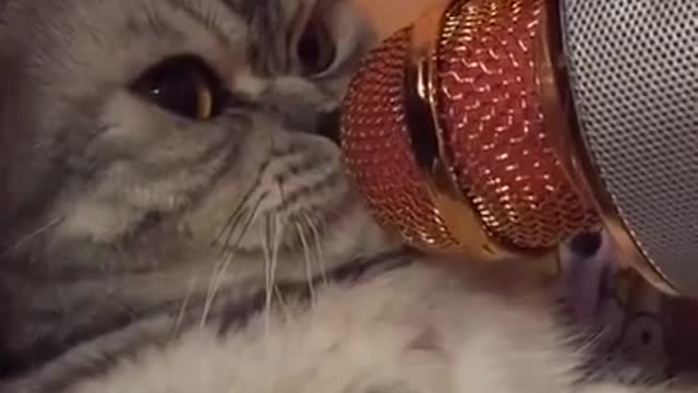 кот поет в караоке. ШОК!
