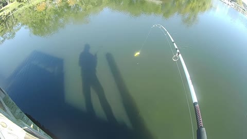 Bass Fishing In Florida, Live Bait