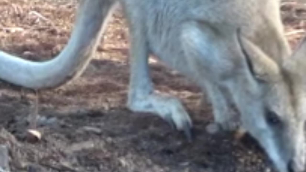 You Won't Believe What Kangaroos Can Actually Do – This Will Shock You!