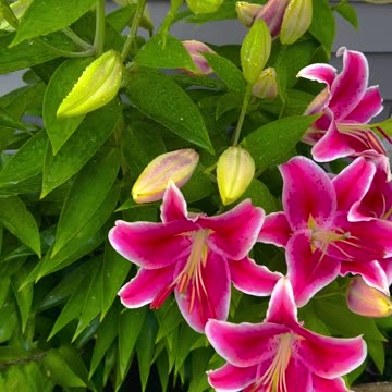 Picture perfect Asian lily