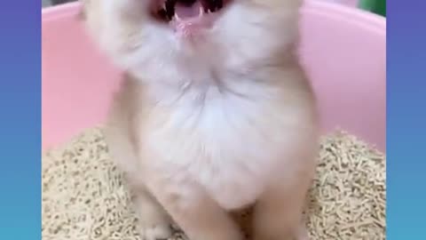cute kitten videos short leg cat- KimsKennelUS