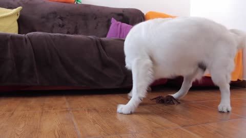 Dog vs Robot Spider! Tarantula Attacks Puppy Bailey Prank