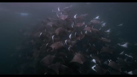 A Fever of Mobula Rays Swim in the Pacific Waters off a Coast