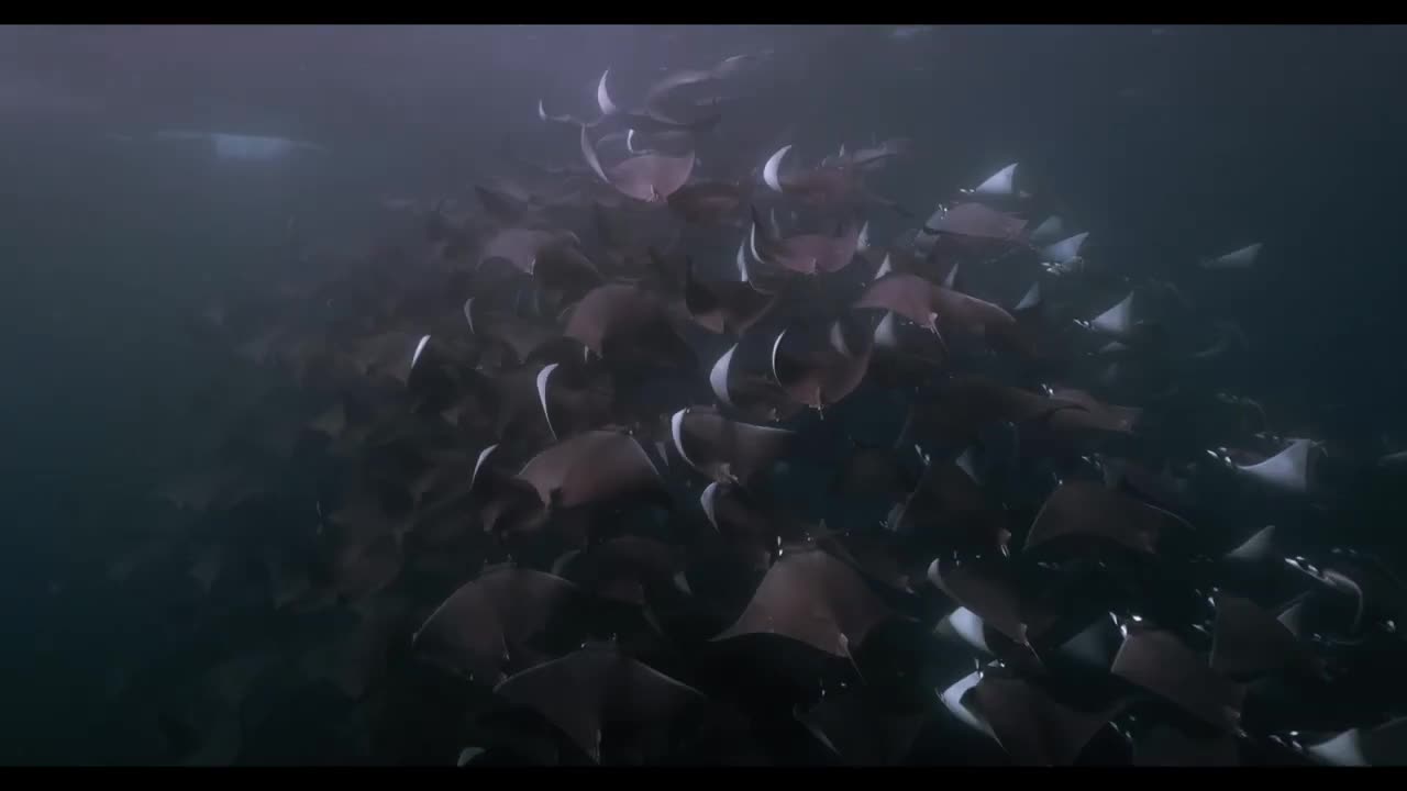 A Fever of Mobula Rays Swim in the Pacific Waters off a Coast
