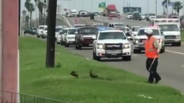 Stopping traffic so a family of ducks can cross the road