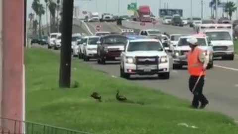 Stopping traffic so a family of ducks can cross the road