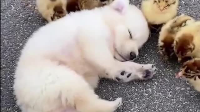 Cute Puppy Loves Chicks As Sibling