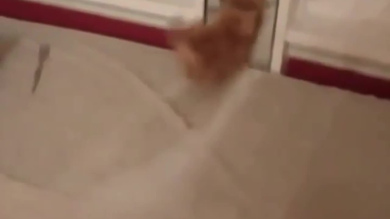 cute cat fighting against his own shadow