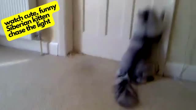 Watch cute, funny Siberian kitten chase the light