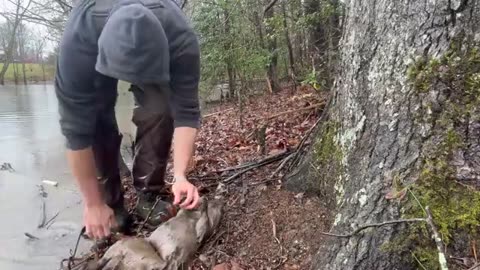 These Beavers are Destroying My Trees!