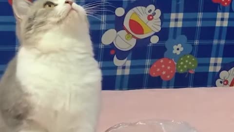 Funny cat videos that will make you laugh part 2