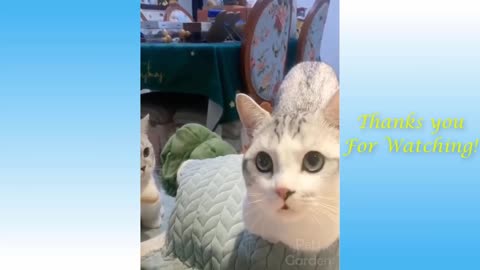 Funny and Cute Cat's Life 👯😺 Cats and Owners are the best friends Videos