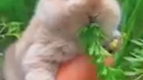 Rabbit eating carrots