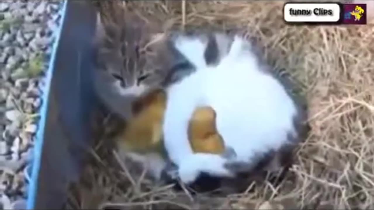 "Funny Animal Videos: Cats Adopting Baby Birds - Hilarious Compilation Part 2"