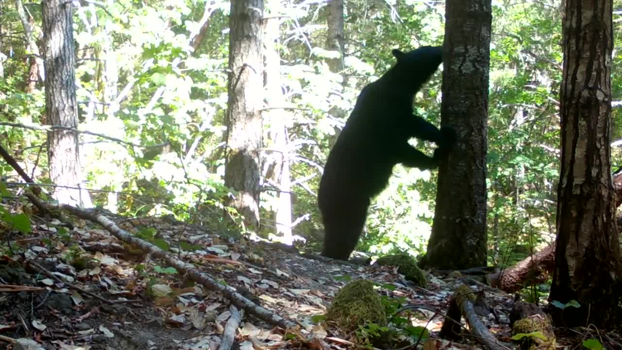 American Black Bears in the Coast Range of Western Oregon