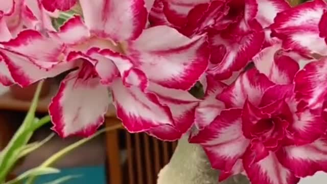 Adenium obesum。it's also called desert rose