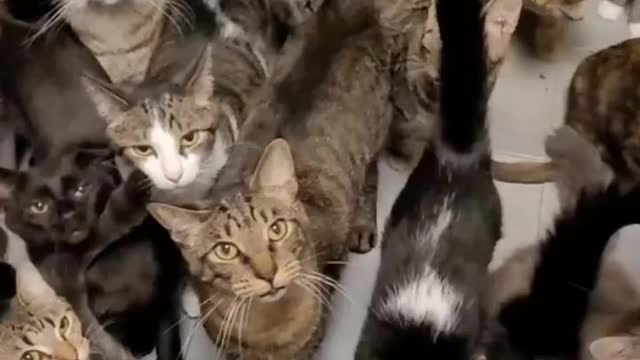 Baby Cats - Cute and Funny Cat Videos Compilation (3) - video