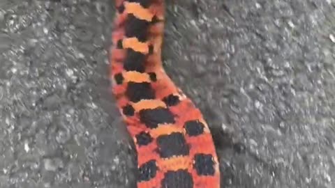 Mesmerizing Red Hognose Snake! #thatmoment