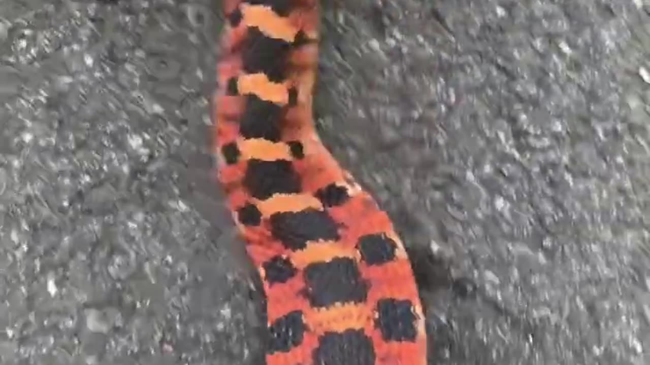 Mesmerizing Red Hognose Snake! #thatmoment