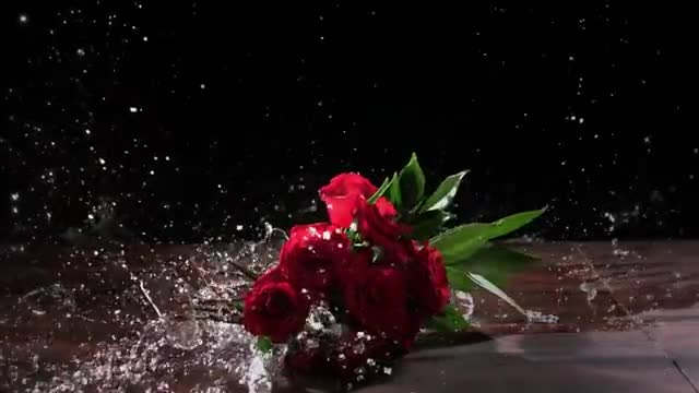 Roses Being Dropped In SUPER Slow Motion