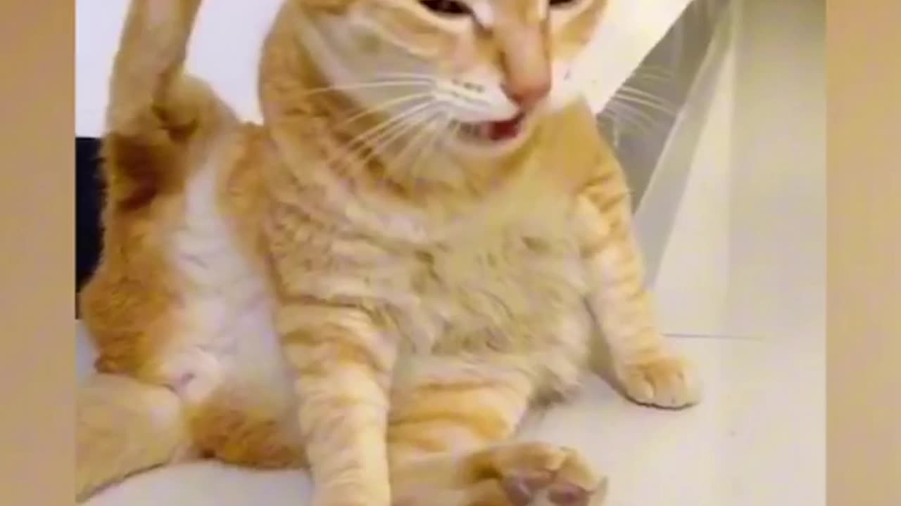 Funniest Animal 🦓 2024 New Funny 😄 Video
